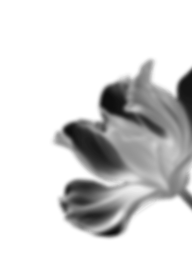 Flower 4